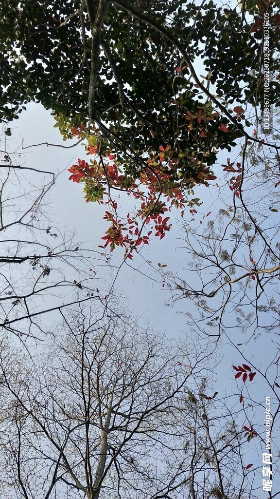 天空与红叶景致