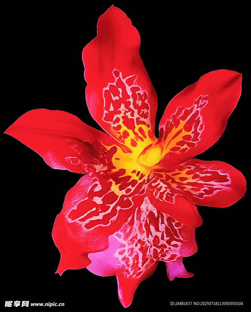 艳丽红花朵特写