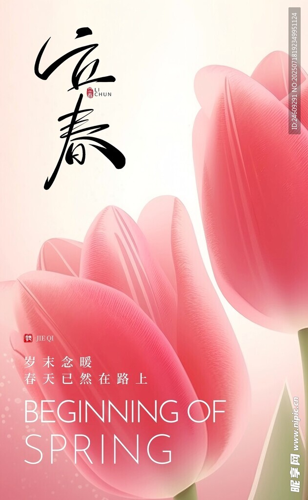 立春时节的娇艳粉色郁金香