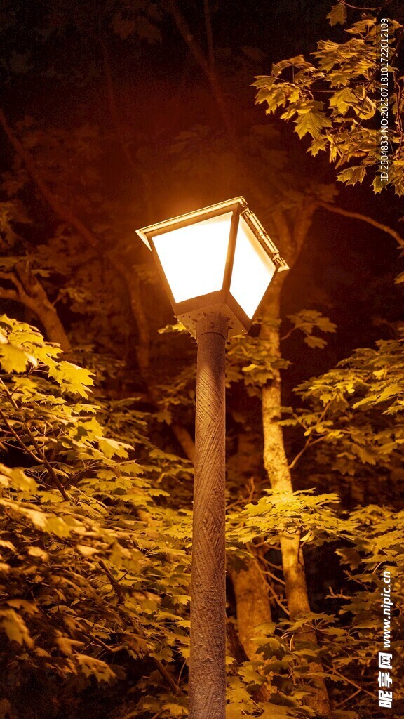夜晚路灯下的金黄树叶