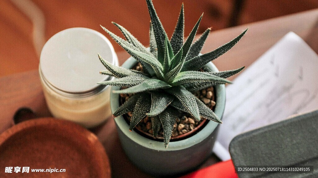 精致盆栽 展现绿植之美