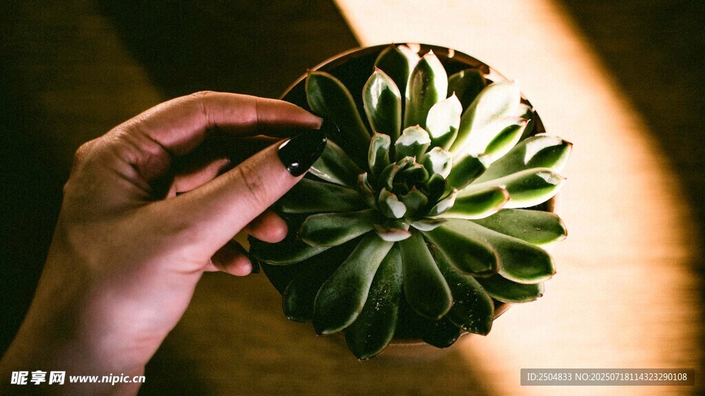 手捧多肉植物