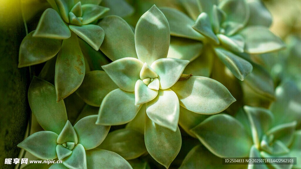翠绿多肉植物特写