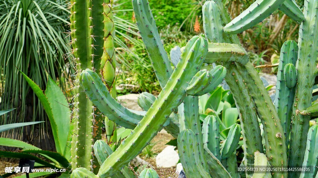 多样仙人掌植物景观
