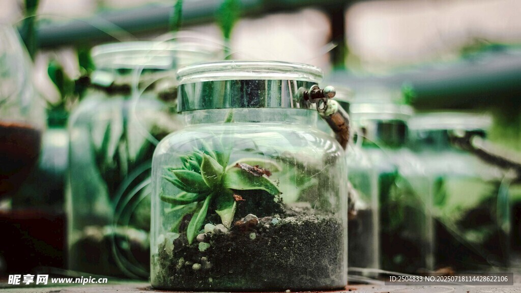 玻璃瓶中的绿植景观
