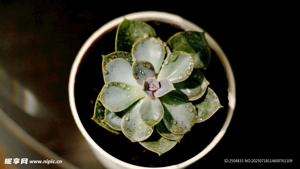 精致盆栽植物特写