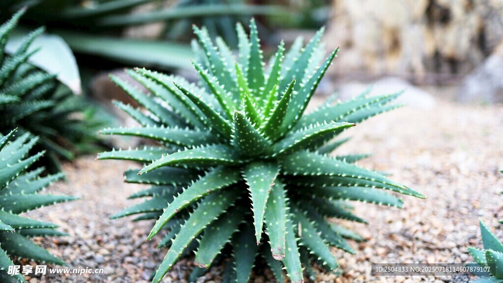 翠绿芦荟植株特写