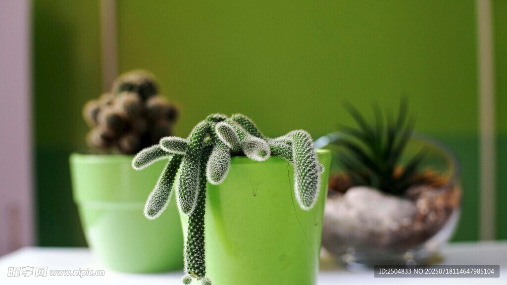 绿色盆栽 清新小植物