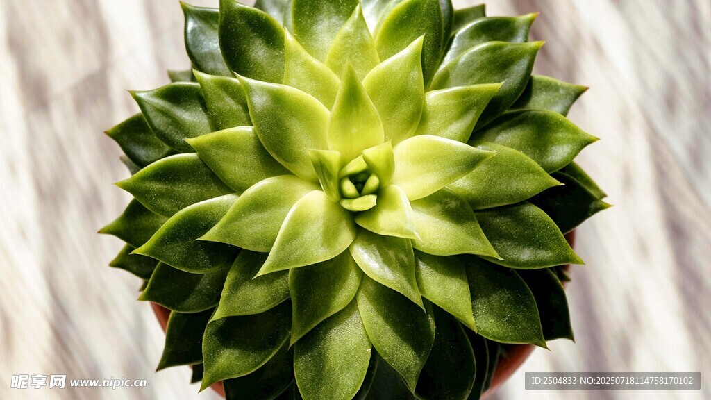 翠绿饱满的单株多肉植物