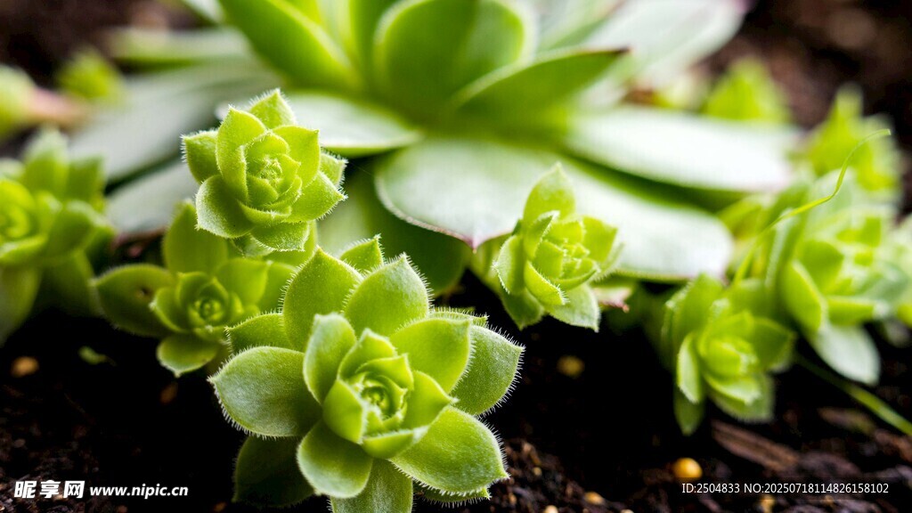 清新多肉植物绿意盎然
