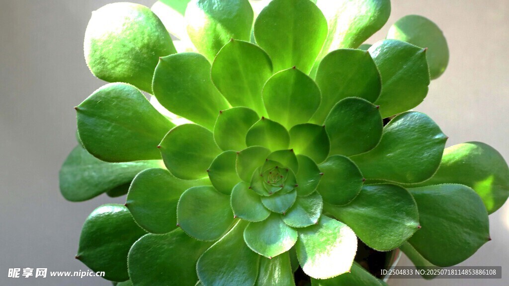 翠绿多肉植物特写
