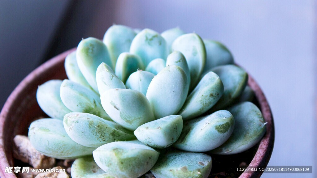 可爱多肉植物特写