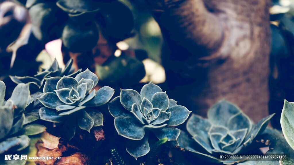 可爱多肉植物特写