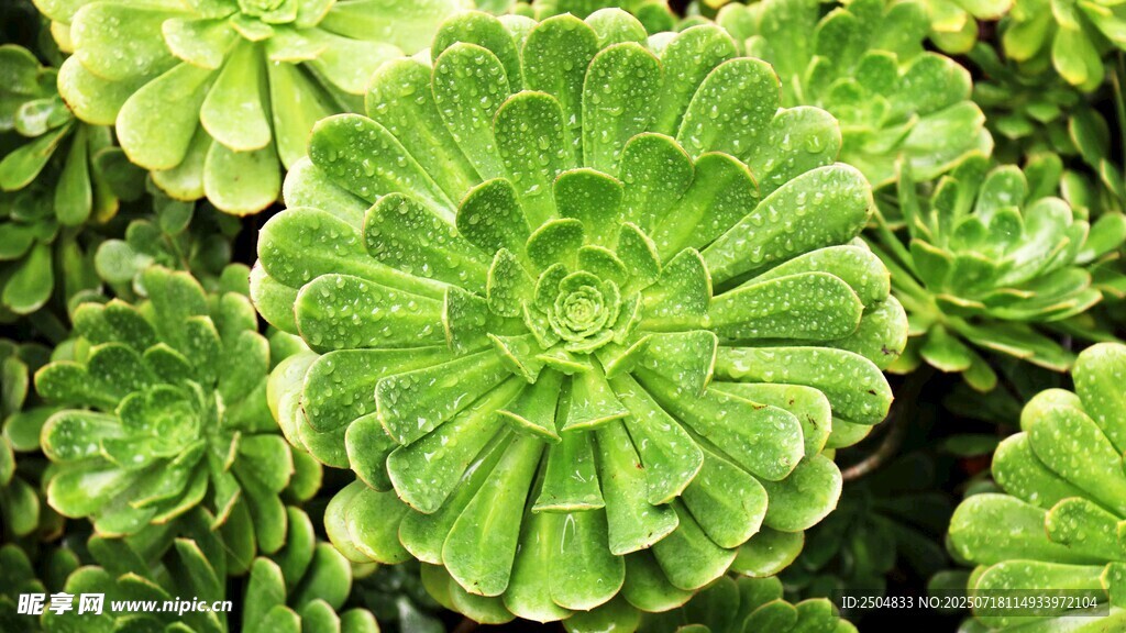 翠绿多肉植物特写