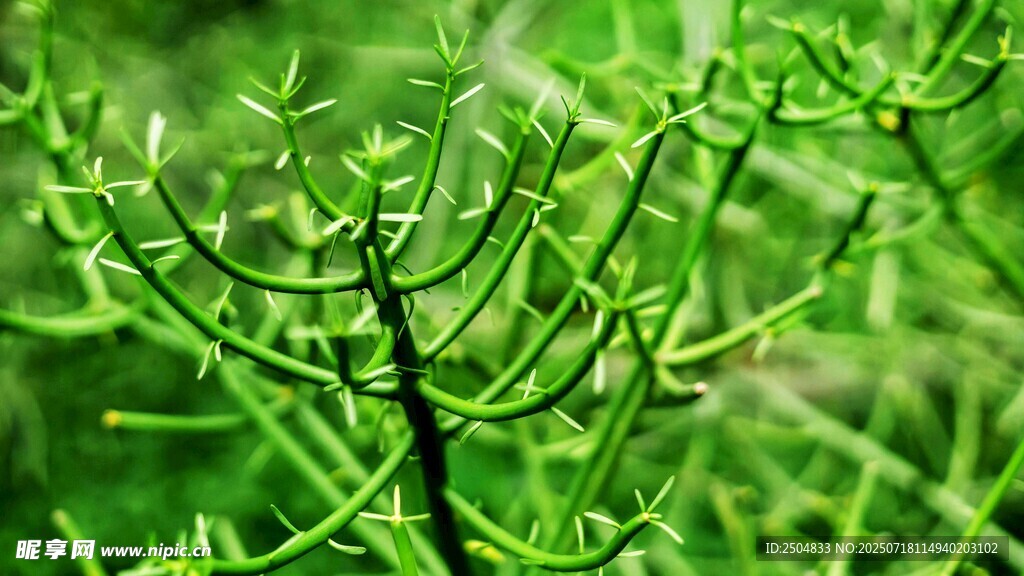 嫩绿蕨类植物特写