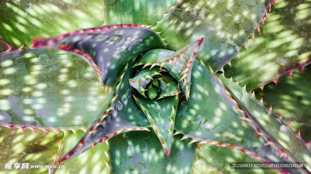 独特芦荟植物特写