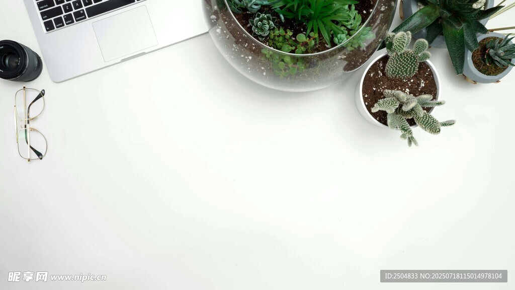 桌上的精致多肉植物