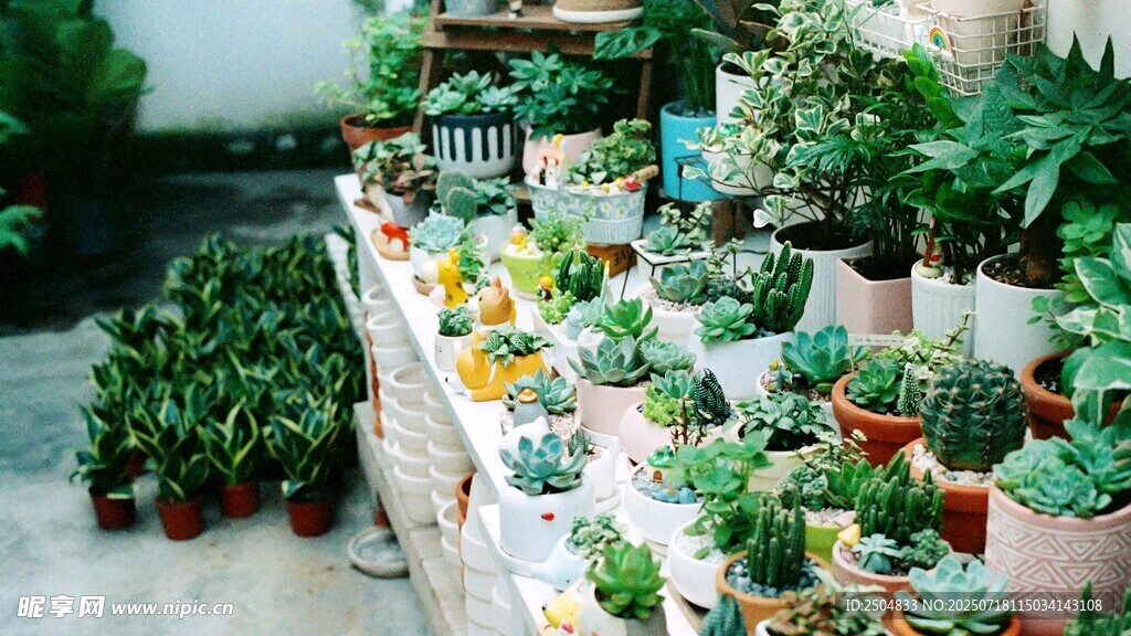 多彩盆栽展示