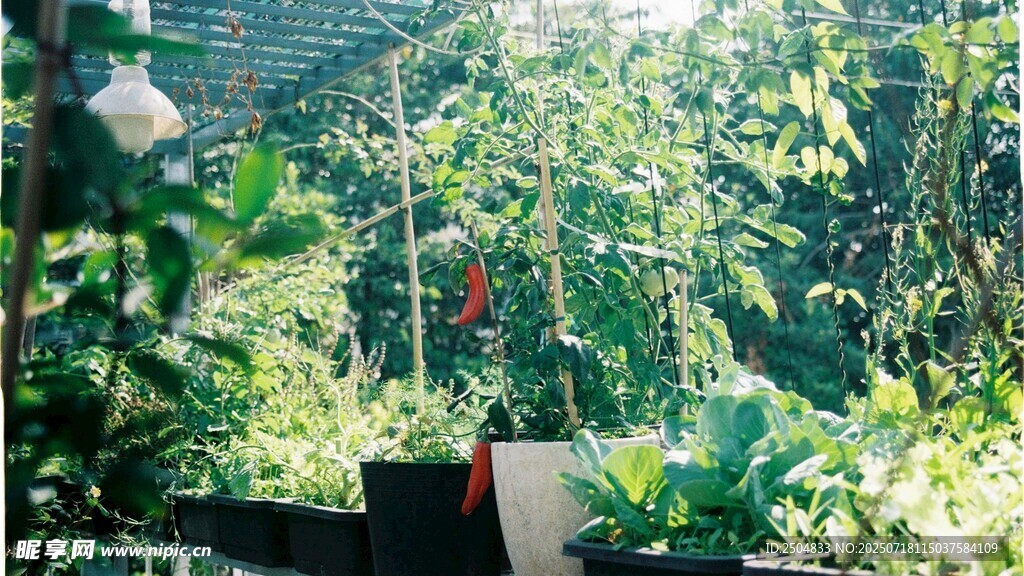 绿意盎然的植物景观