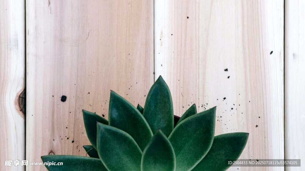 翠绿多肉植物置于木背景
