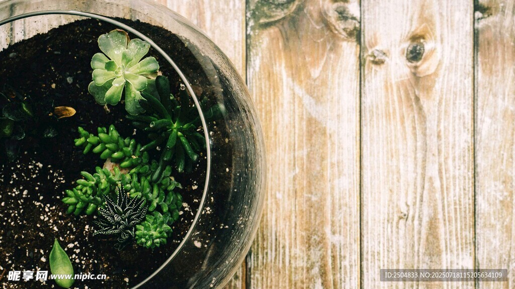 玻璃容器中的绿植景观