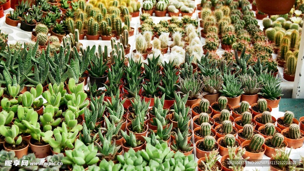 多样多肉植物盆栽展示