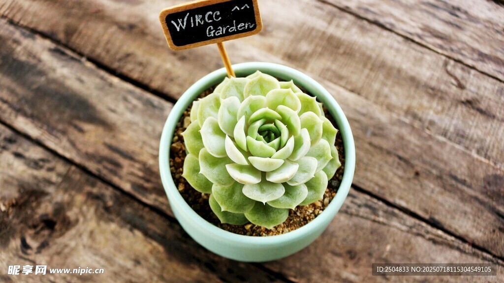 小巧多肉植物置于木桌