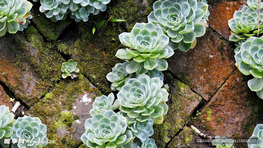 砖缝间的多肉植物