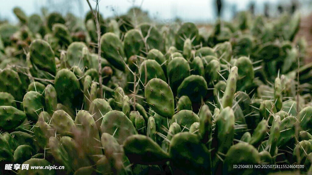 翠绿饱满的多肉植物