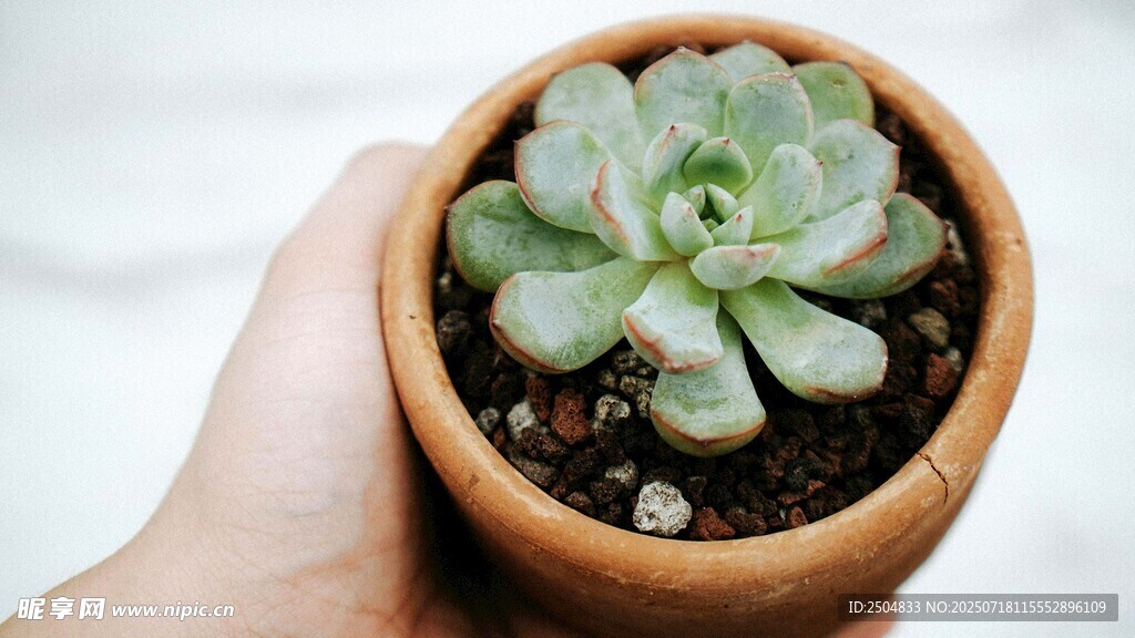 手捧可爱多肉植物