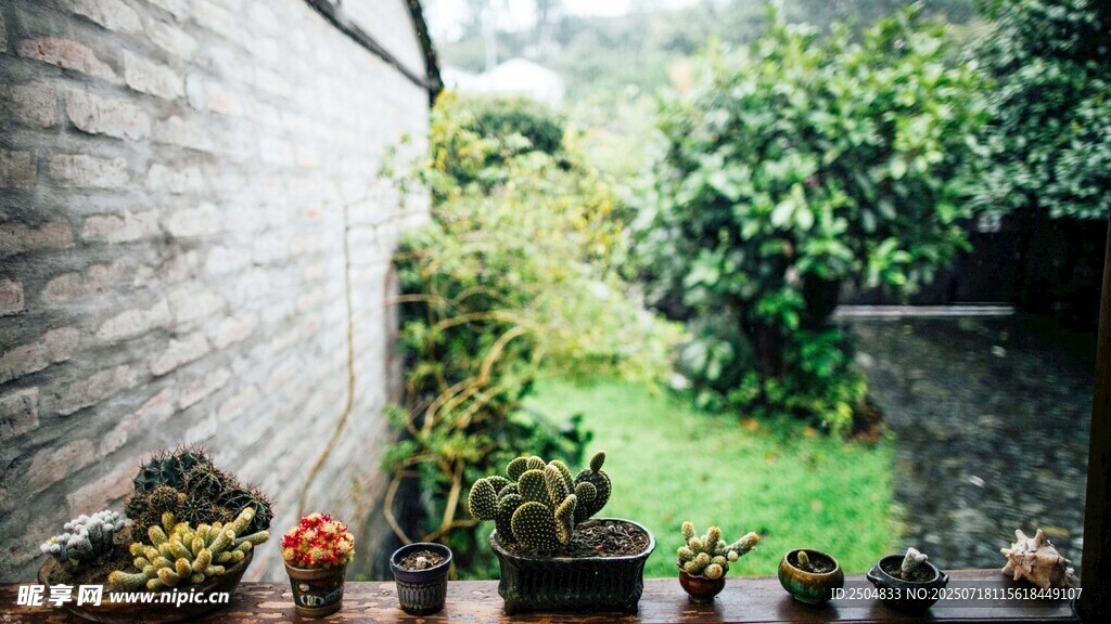 庭院绿植一角