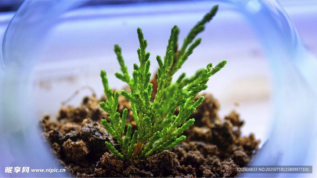 玻璃容器中的翠绿植物
