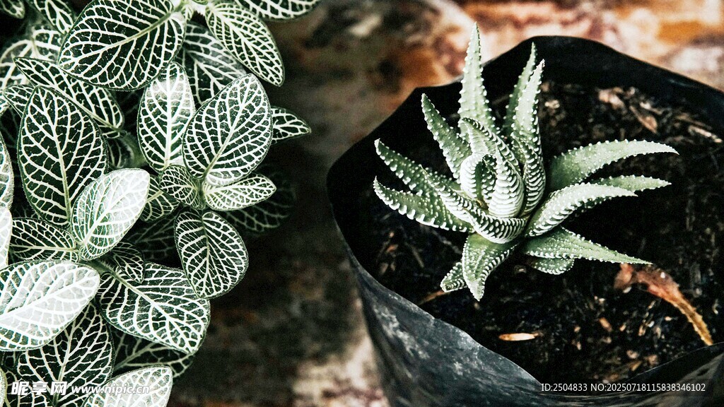 多肉植物与银脉植物组合