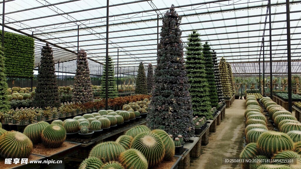 温室中整齐排列的蔬果植株