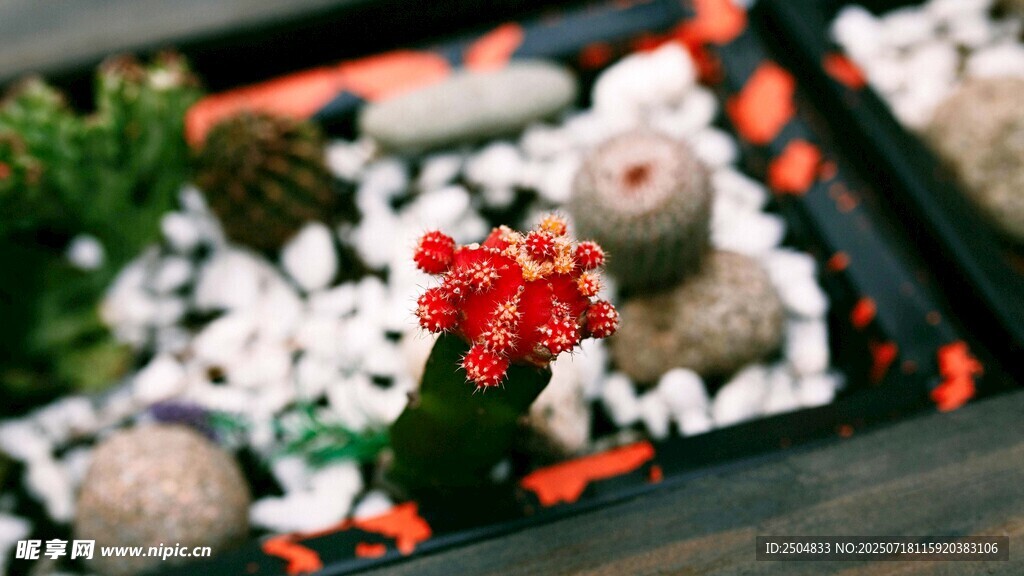 精致多肉盆栽 小巧可爱