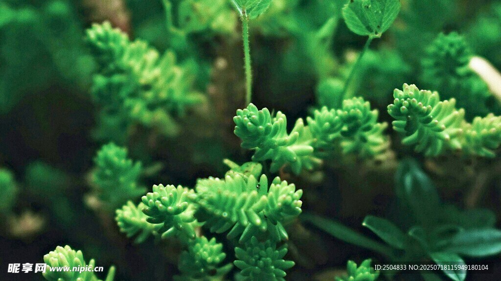 翠绿丛生的鲜嫩植物