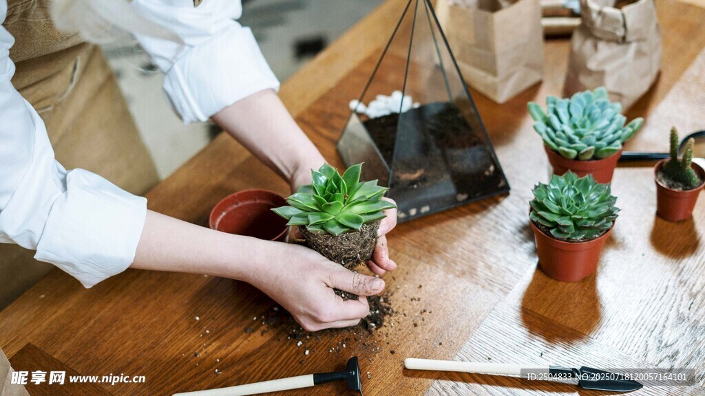 手工栽种多肉植物场景
