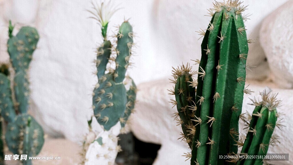 多样仙人掌植物展示