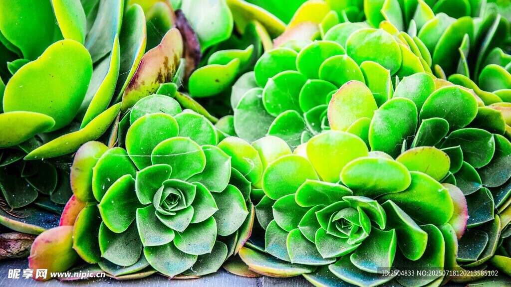 翠绿饱满的多肉植物