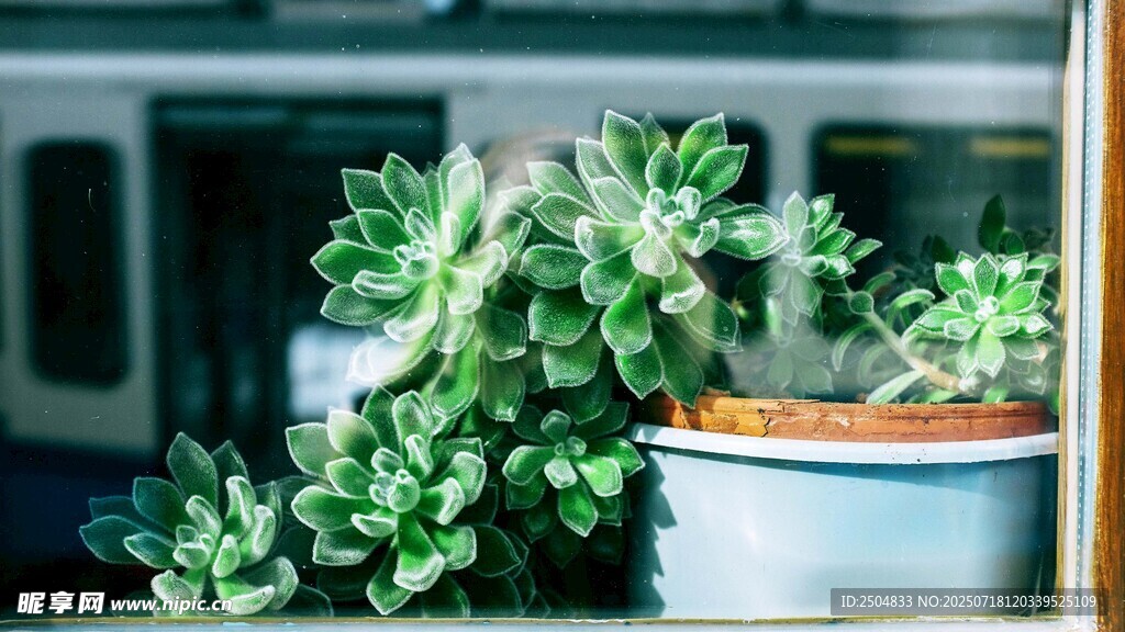 窗边的多肉植物