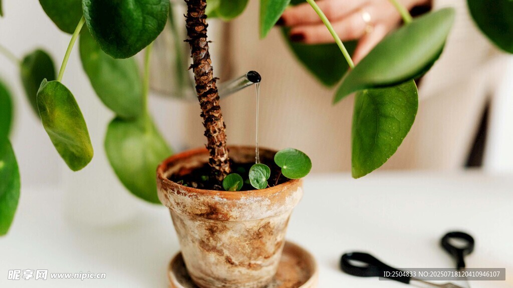 手植绿植于古朴花盆中
