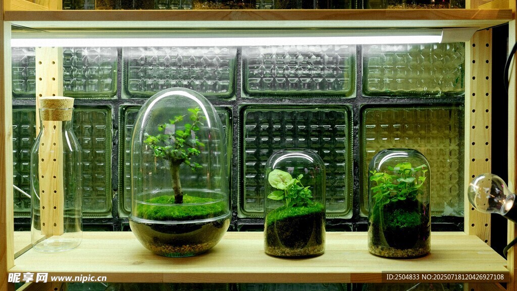 玻璃罩绿植摆件展示