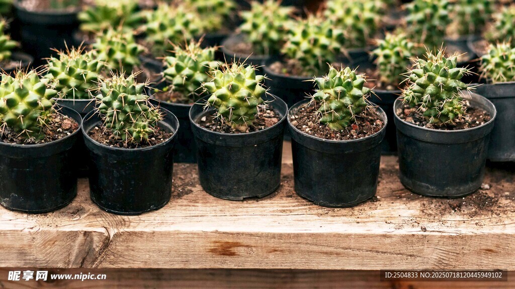 盆栽绿植整齐摆放