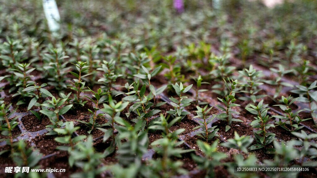 茂密绿植特写