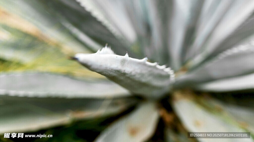 带刺芦荟特写