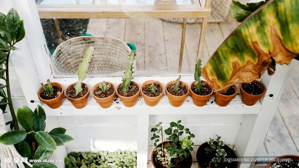 多样盆栽植物展示