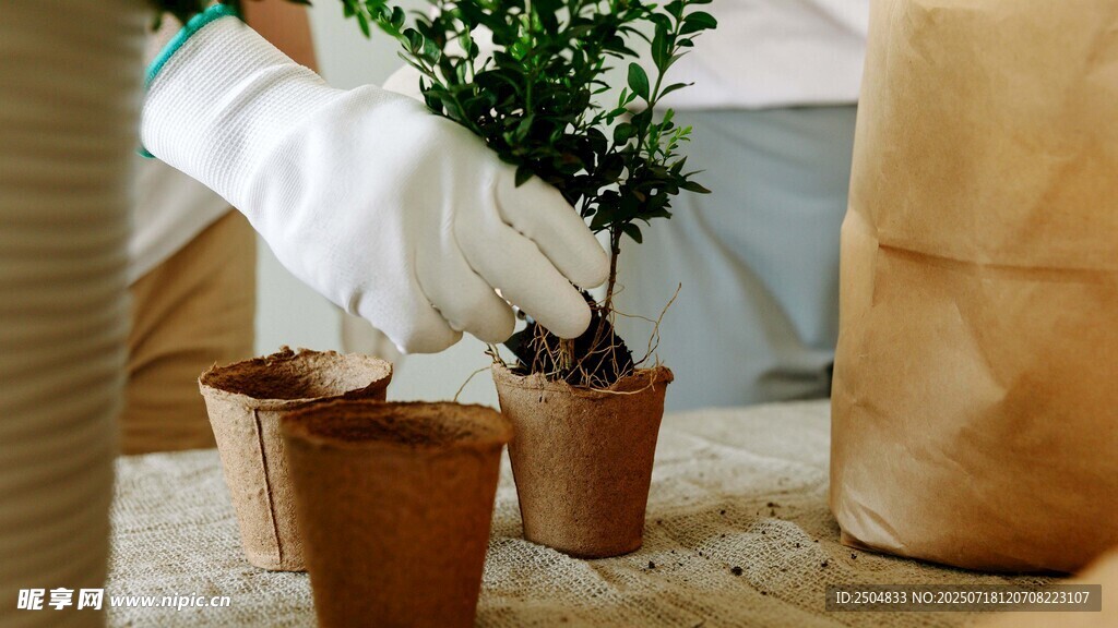 室内盆栽植物展示