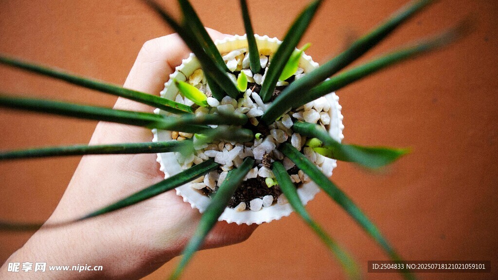 手捧绿植特写