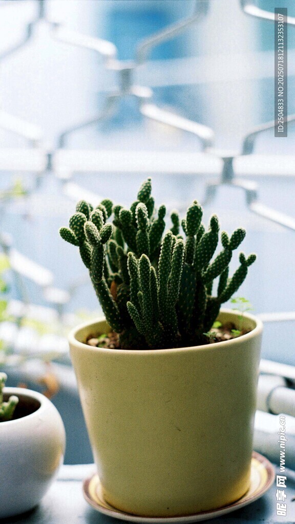 黄色花盆中的翠绿多肉植物
