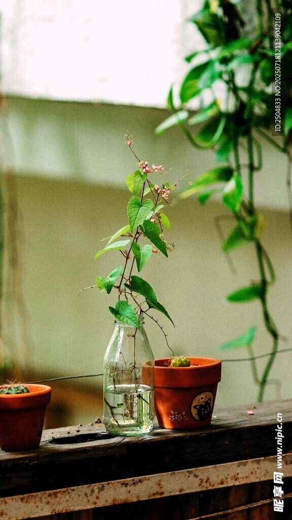 窗边绿植小景